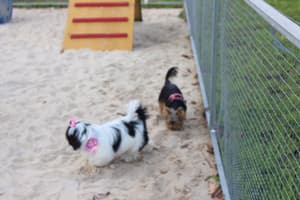 thumbnail: Pet-friendly amenities