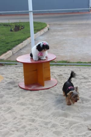 thumbnail: Pet-friendly amenities