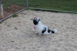 thumbnail: Pet-friendly amenities