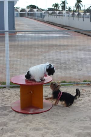 thumbnail: Pet-friendly amenities