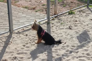thumbnail: Pet-friendly amenities