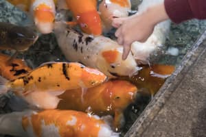 thumbnail: Buffet