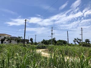 thumbnail: Garden