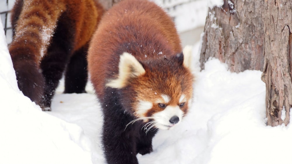 Children's activities