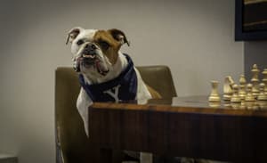 thumbnail: Pet-friendly