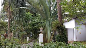 thumbnail: Garden view