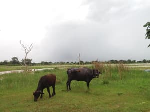 thumbnail: Property grounds