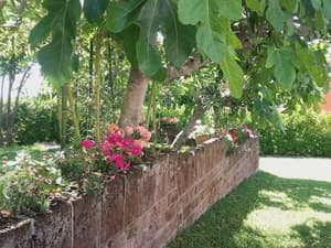 thumbnail: Garden