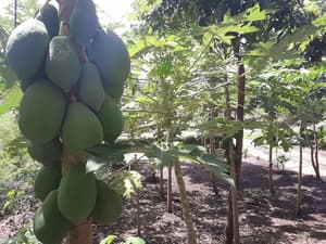 thumbnail: Garden