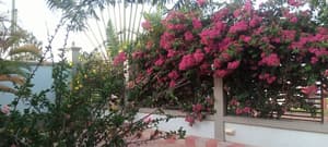 thumbnail: Garden view