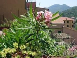 thumbnail: Garden