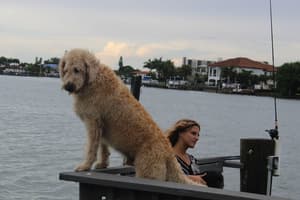 thumbnail: Pet-friendly