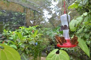 thumbnail: Garden