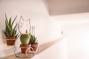 thumbnail: Interior