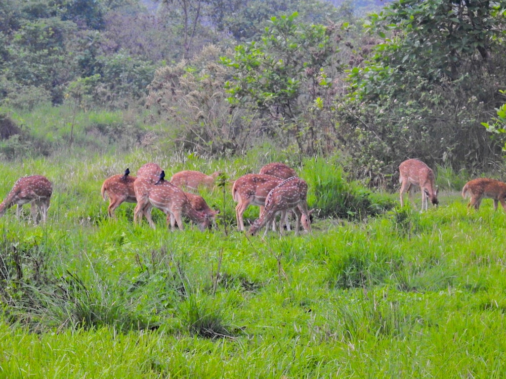 Safari
