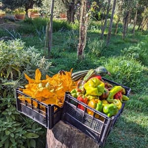 thumbnail: Garden