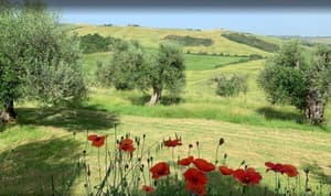thumbnail: Property grounds