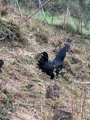 thumbnail: Property amenity