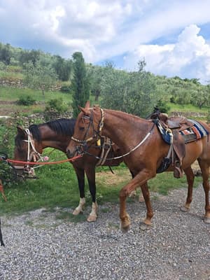 thumbnail: Horseback riding