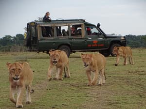 thumbnail: Game drive