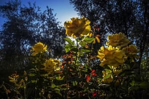 thumbnail: Garden