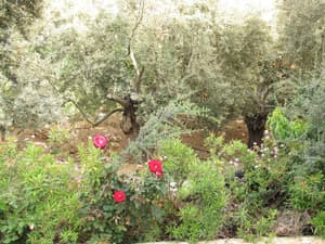 thumbnail: Garden