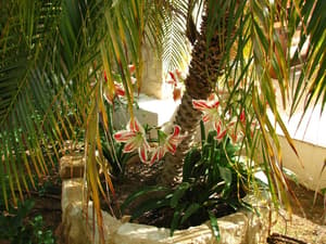 thumbnail: Garden
