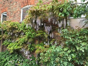 thumbnail: Garden
