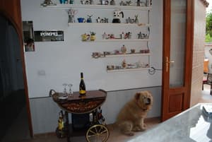 thumbnail: Pet-friendly