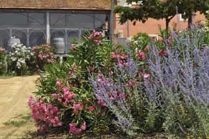 thumbnail: Garden
