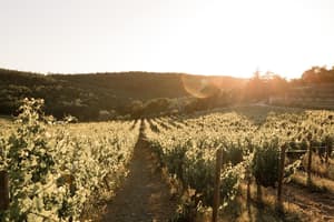 thumbnail: Vineyard
