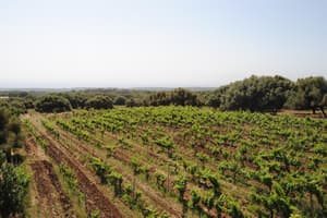 thumbnail: Land view from property