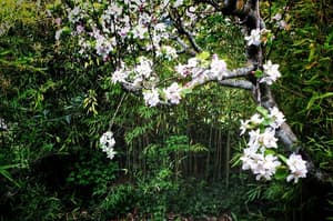 thumbnail: Garden view