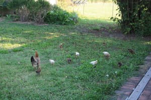 thumbnail: Garden