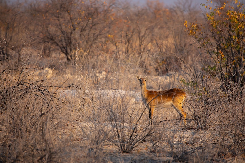 Game viewing