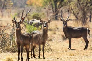 thumbnail: Game drive