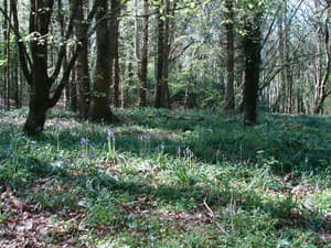thumbnail: Property grounds