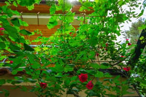 thumbnail: Garden