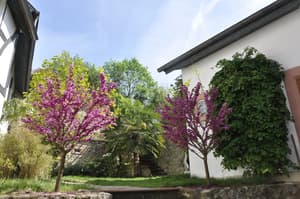 thumbnail: Garden