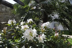 thumbnail: Garden
