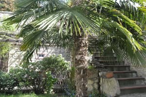 thumbnail: Garden