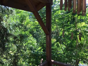 thumbnail: Garden