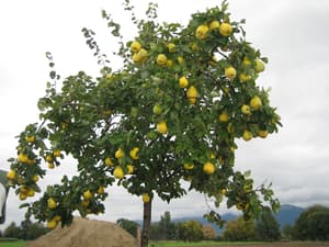 thumbnail: Garden