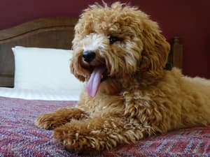 thumbnail: Pet-friendly