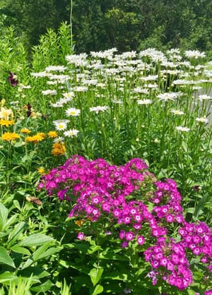 thumbnail: Garden