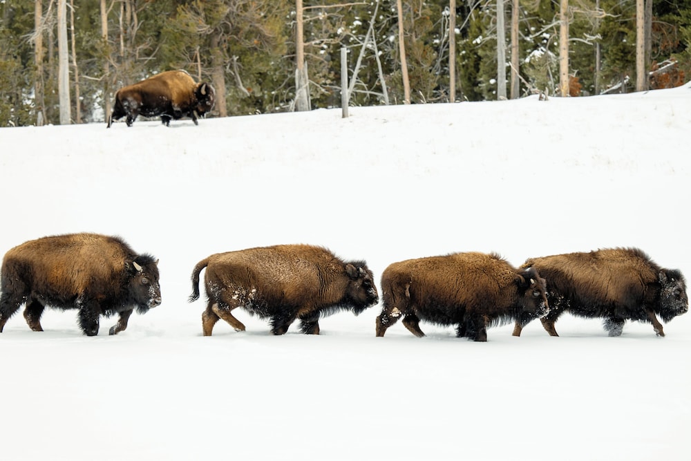 Game viewing