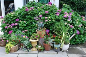 thumbnail: Garden