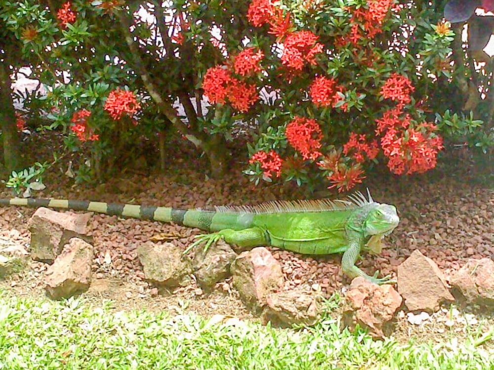 Property grounds