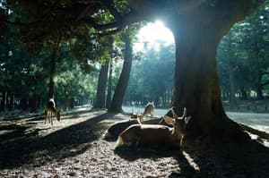thumbnail: General view