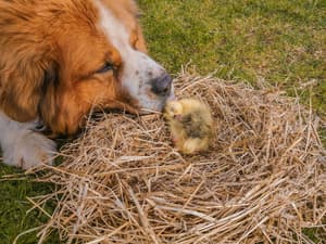 thumbnail: Pet-friendly